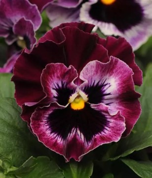 Pansy Trigg Web